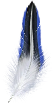 a blue and white feather