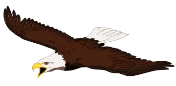 an eagle flying in the air