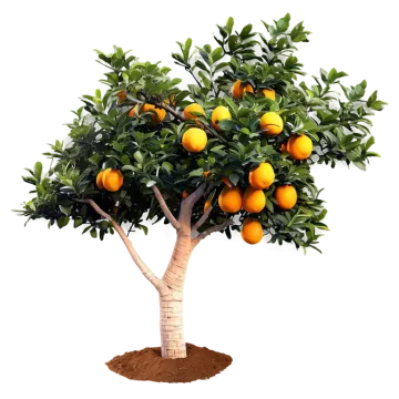 an orange tree