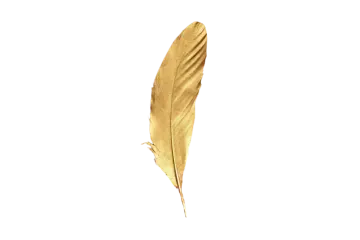 a golden feather on a white background