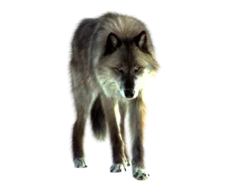 an image of a wolf on a white background