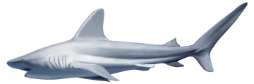 a drawing of a shark