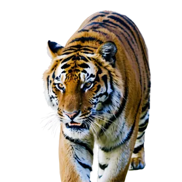 a close up of a tiger walking in the snow