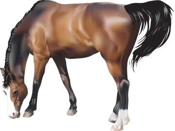 a brown horse with black mane and tail