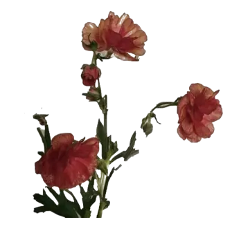 two red flowers on a white background