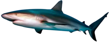 a great white shark swimming in the ocean