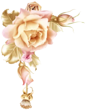 a bouquet of pink roses on a white background