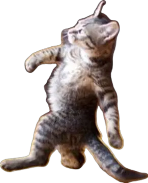 a cat is standing on its hinds