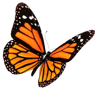 a monarch butterfly on a white background