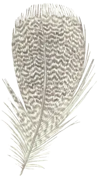 a feather on a white background