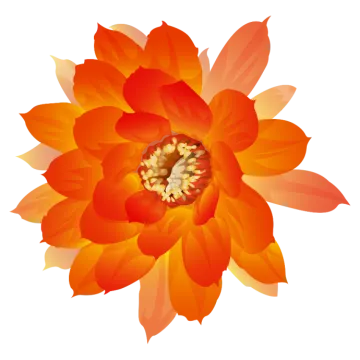 an orange flower with leaves on it