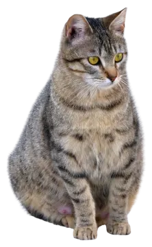 a gray and black cat with yellow eyes