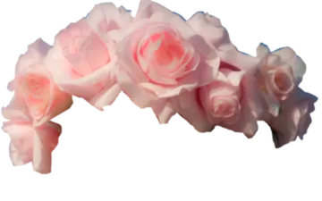 pink roses on a white background
