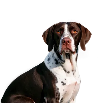 a brown and white dog sitting on a white surface