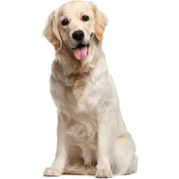 a dog with its tongue out sitting down