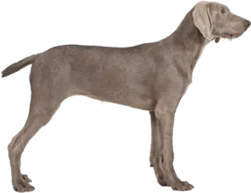 a gray dog standing up against a white background