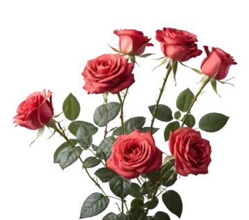 a bouquet of red roses on a white background
