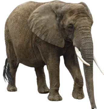 an elephant standing in front of a white background