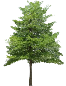 a tree on a white background