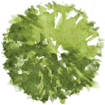a circle of green leaves
