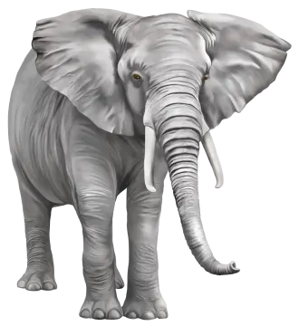 an elephant standing on a white background