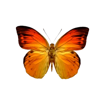 an orange butterfly on a white background