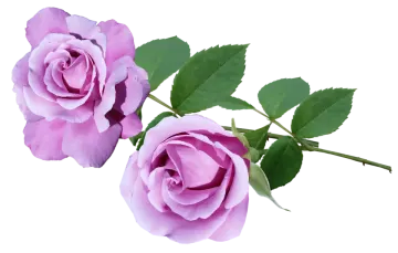 two pink roses on a white background