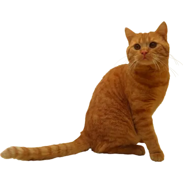 an orange cat sitting on the floor