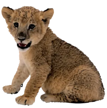 a baby lion cub sitting on the ground