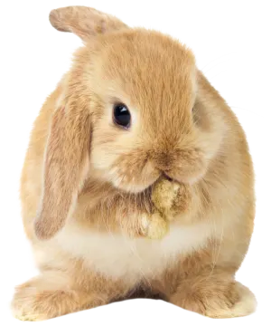a small rabbit eating something off of its nose