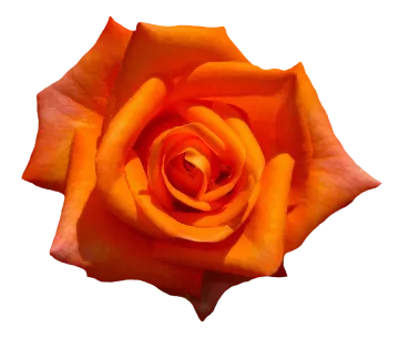 a single orange rose on a white background