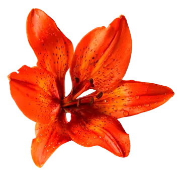 an orange flower with water droplets on it