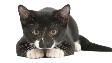a black and white cat laying on the floor