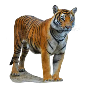a tiger standing on top of a rock