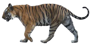 a tiger walking across a white background