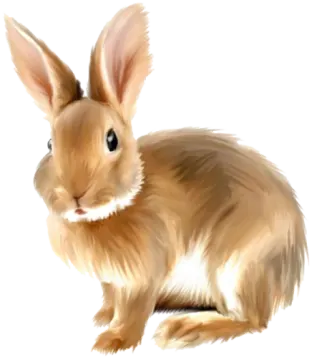 a brown rabbit sitting down on a white background