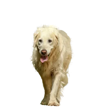 a dog is running on a white background