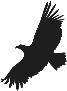 an eagle silhouetted on a white background