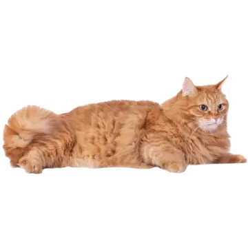 an orange cat laying down on the floor