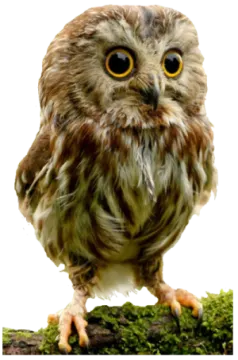 an owl sitting on top of a tree branch