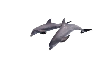 two dolphins are swimming in the ocean