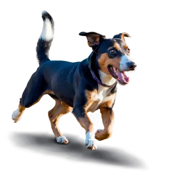 a dog running on a white background