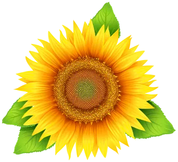 a sunflower with green leaves