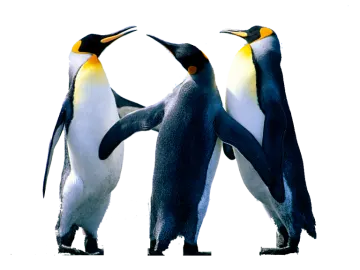two penguins standing next to each other penguins