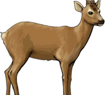 a brown deer standing in front of a white background