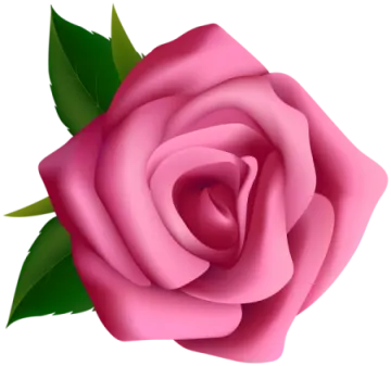 a pink rose on a white background