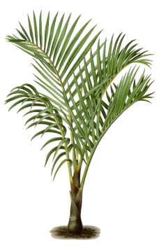 a palm tree on a white background