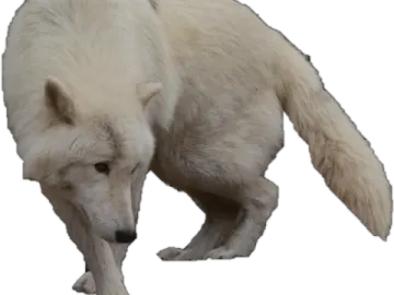 a white wolf is walking on the ground