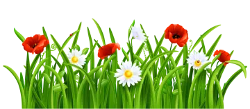 a field of grass with red and white flowers
