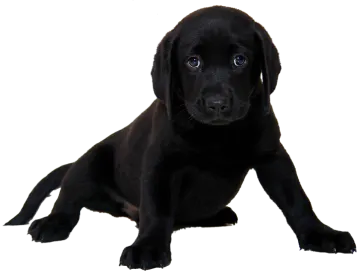 a small black puppy sitting on the floor